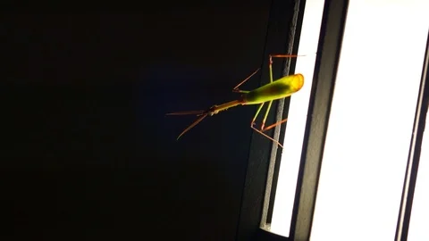 A tropical insect, like a mantis, sits on a lantern and runs away. Stock Footage 92005101