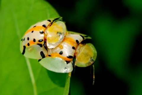 Tropical insects Stock Photos