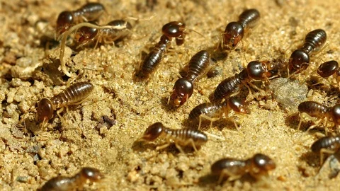 Tropical insects - termites work together Stock Footage 102069188