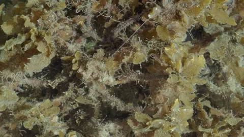 Tropical Intertidal Marine Texture with Seaweed, Algae 動画素材 337292574
