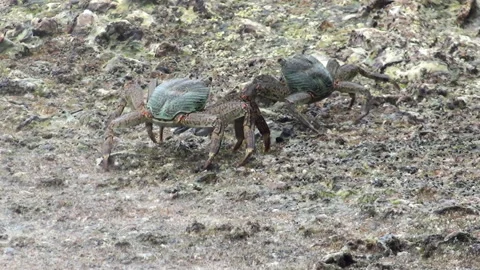 Tropical island, crabs Video stock 166404782