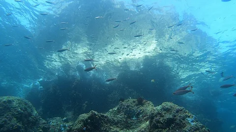 Tropical Island Surface Reflection from Below Underwater 스톡 동영상 128538325