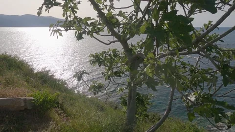 Tropical island view of tree and calm waters under the glistening sunlight at Stock Footage 329911835