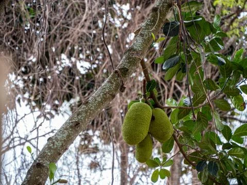 Tropical jack jaca fruit tree in Brazil Stock Photos