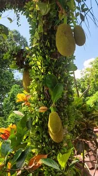 Tropical Jackfruit Growing on Tree Trunk Covered with Creepers Stock Photos