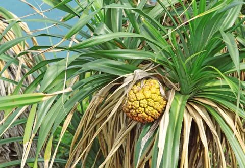 Tropical jackfruit Stock Photos