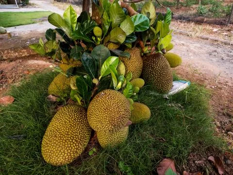 Tropical Jackfruit Ripening on a Tree Trunk in Lush Green Grass Stock Photos