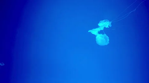 Tropical Jellyfish with Big Tentacles Flooating in the Sea. Underwater View Stock Footage 103535513