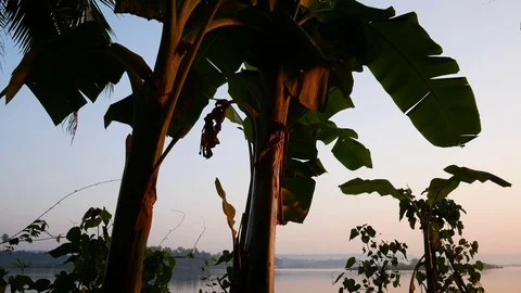 Tropical jungle background with palm tree silhouettes at sunrise Stock Footage 73190564