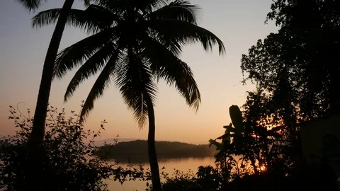 Tropical jungle background with palm tree silhouettes at sunrise Stock Footage 73190677