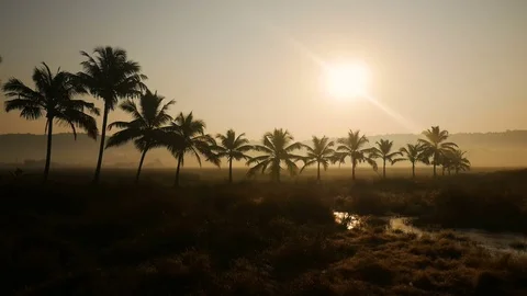Tropical jungle background with palm tree silhouettes at sunrise Stock Footage 73222879