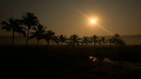 Tropical jungle background with palm tree silhouettes at sunrise Stock Footage 73223013