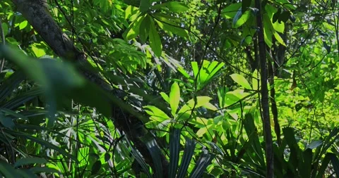 Tropical jungle background with sunlight Stockbeeldmateriaal 342589902
