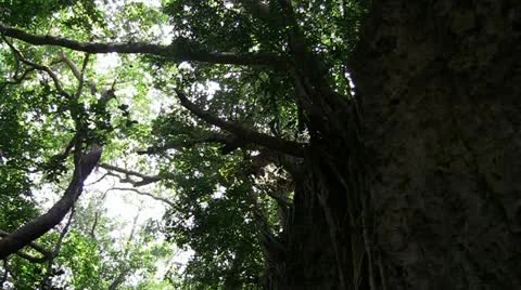 Tropical jungle canopy Stock Footage 11274984