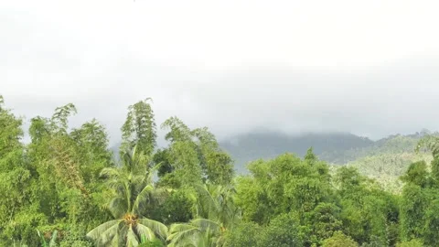 The tropical jungle is covered with a dense layer of fog, a view of the palm Stock Footage 175108075