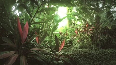 Tropical Jungle at dawn 스톡 동영상 52848922
