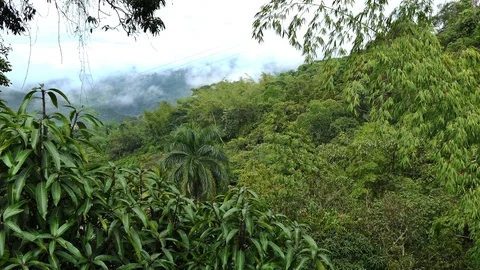 Tropical Jungle with dense trees. Amazon Rain forest with palm trees. Stock Footage 108736897