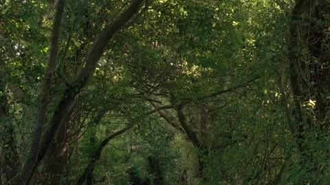 Tropical Jungle With Dense Trees On Mountain Hike Trail Stock Footage 288192258