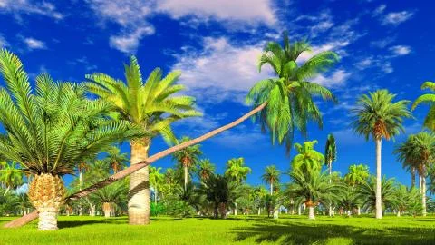 Tropical jungle during a day 3d rendering 库存插图