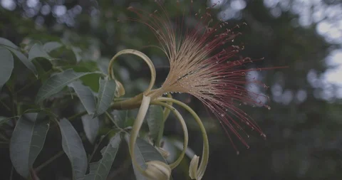 Tropical Jungle flower Video stock 101671537