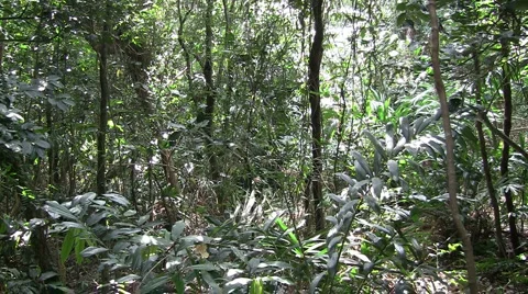 Tropical jungle Stock Footage 4280344
