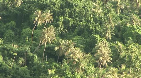 Tropical jungle Stock Footage 12573579