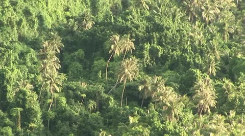 Tropical Jungle Stock Footage 12574223
