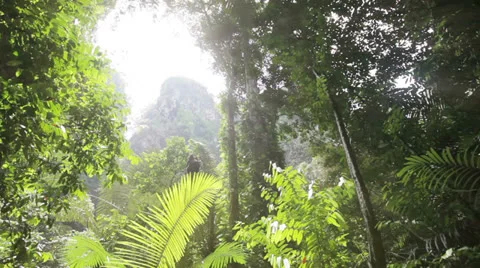 In the tropical jungle Stock-Footage 24953057