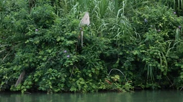 Tropical Jungle Video stock 85663400