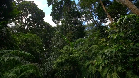 Tropical jungle Stock Footage 98678771