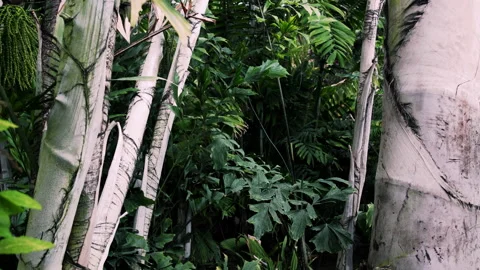 Tropical Jungle Stock Footage 136957435