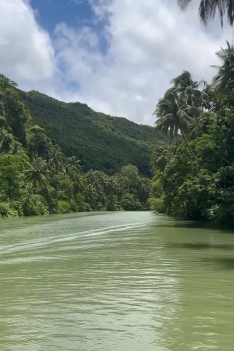 Tropical jungle. Stock Footage 320285100