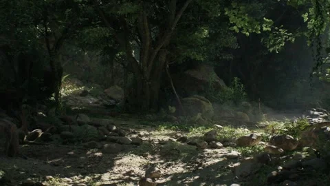 Tropical Jungle Forest Stock Footage 259783753