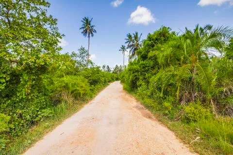 Tropical jungle forest with walking path and palm trees on a clear sunny day Stock Photos
