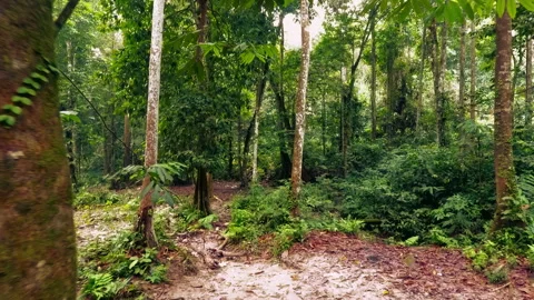 Tropical Jungle Forward Track Vidéo 138238738