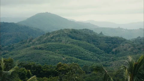 Tropical Jungle Landscape Video stock 89104857