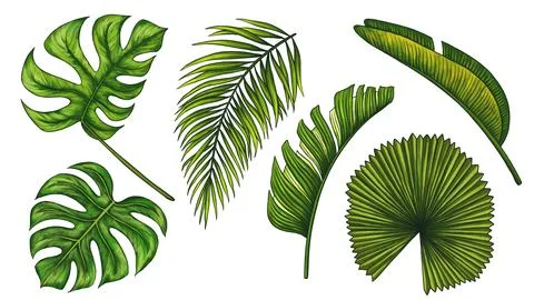 Tropical jungle leaf set. Monstera, banana palm leaves. Realistic hand drawn Stock Illustration