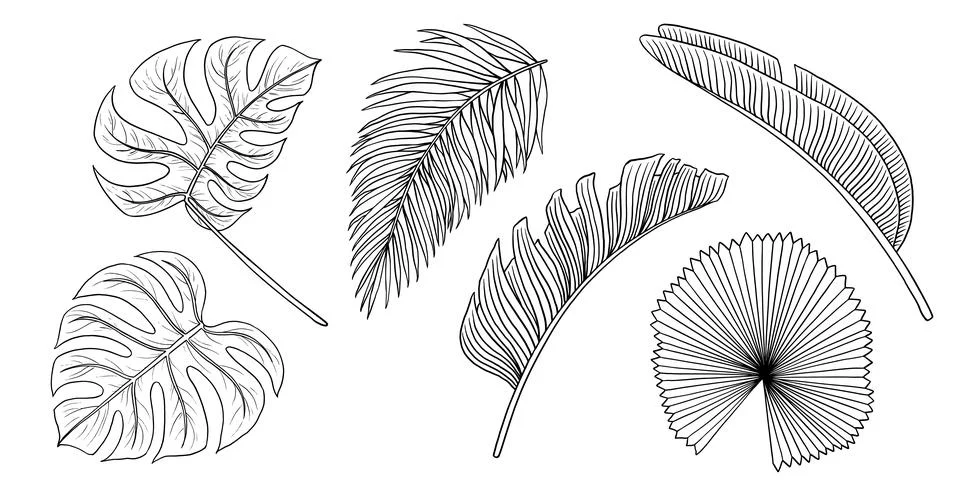 Tropical jungle leaf vector set. Monstera, banana palm leaves. Contour hand Stock Illustration