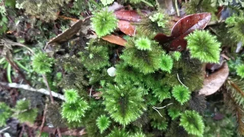 Tropical Jungle Moss Stock Footage 204124446