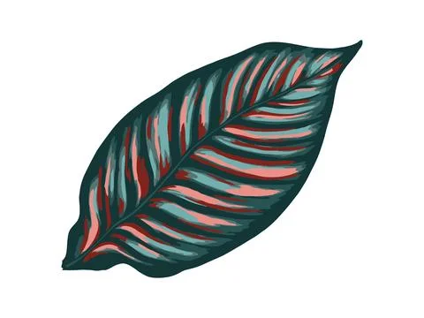 Tropical jungle palm vector leaf. Realistic hand drawn illustration. Isolated on Stock Illustration