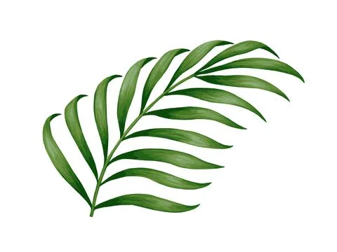 Tropical jungle palm vector leaf. Realistic hand drawn illustration. Isolated on Stock Illustration