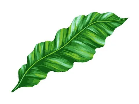 Tropical jungle palm vector leaf. Realistic hand drawn illustration. Isolated on Stock Illustration