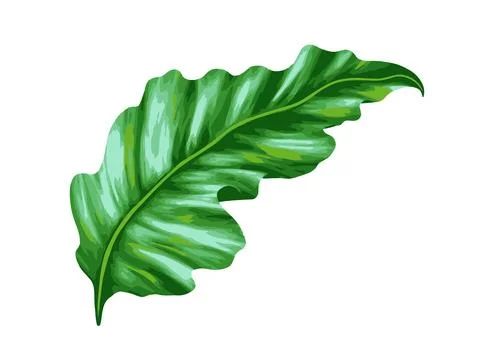 Tropical jungle palm vector leaf. Realistic hand drawn illustration. Isolated on Stock Illustration