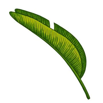 Tropical jungle palm vector leaf. Botanical colored realistic hand drawn Stock Illustration