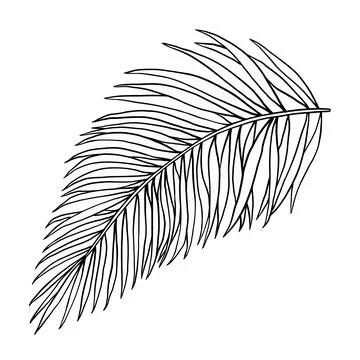 Tropical jungle palm vector leaf. Botanical hand drawn ink illustration in line Stock Illustration