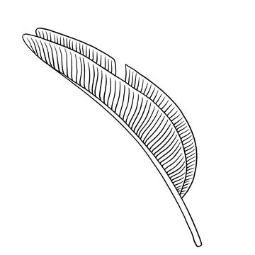 Tropical jungle palm vector leaf. Botanical hand drawn ink illustration in line Stock Illustration
