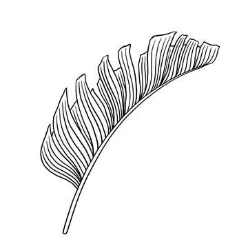 Tropical jungle palm vector leaf. Botanical hand drawn ink illustration in line Stock Illustration