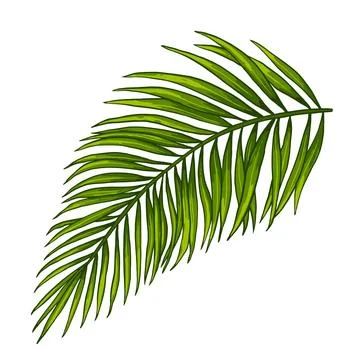 Tropical jungle palm vector leaf. Botanical colored realistic hand drawn Stock Illustration