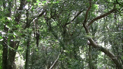 Tropical jungle pan Stock Footage 4280637