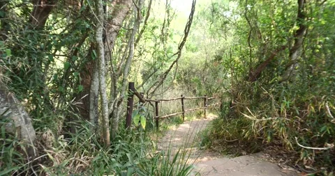 Tropical jungle path in riverine forest valley. Video stock 255837201